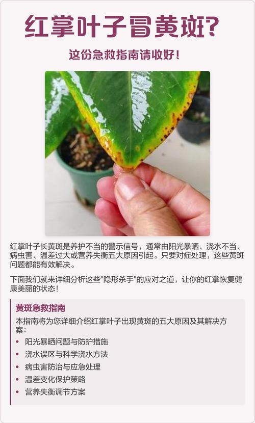 红掌花叶子发黄怎么办?四大原因排查与处理指南 分步排查清单