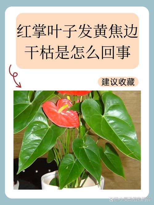 红掌花叶子发黄怎么办?四大原因排查与处理指南 预防建议