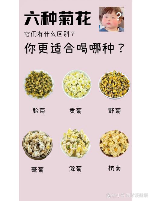 什么菊花品种最好?5大热门菊花品种对比与选购指南 常见误区与纠正