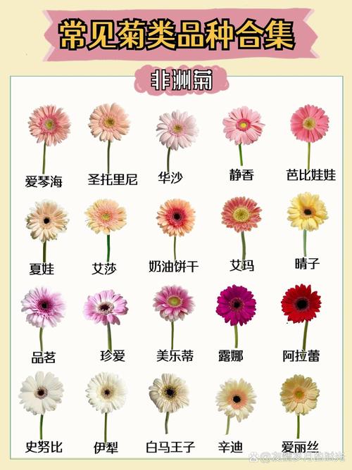 什么菊花品种最好?5大热门菊花品种对比与选购指南 总结:3条核心可执行动作