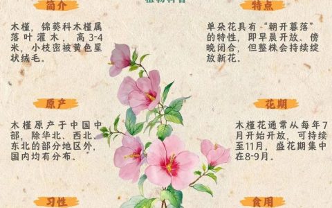 木槿花养护全攻略：从浇水到越冬的实用指南