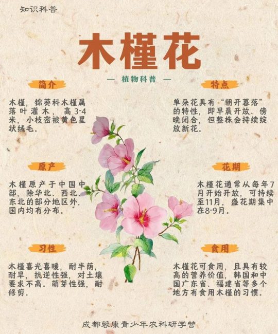 木槿花养护全攻略：从浇水到越冬的实用指南