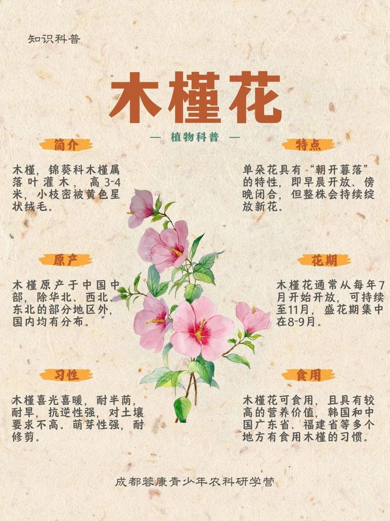 木槿花养护全攻略:从浇水到越冬的实用指南 木槿花养护全攻略:从浇水到越冬的实用指南