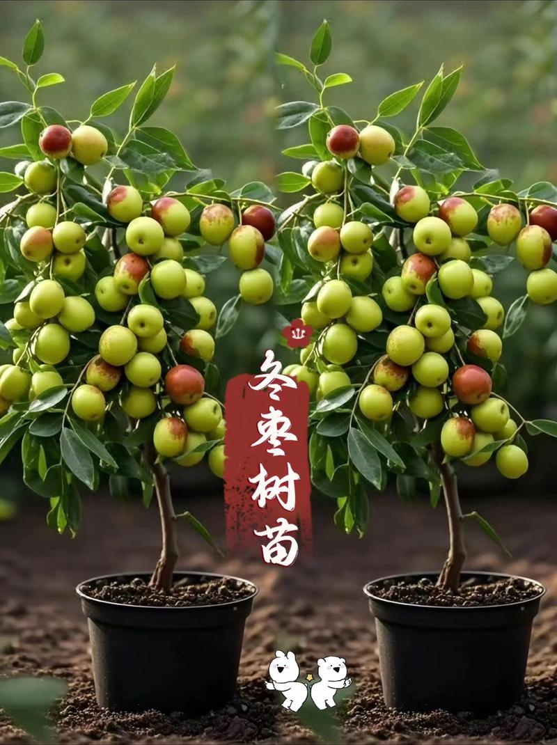 季节波动规律：春季3-4月价格最高，秋季10-11月性价比最优