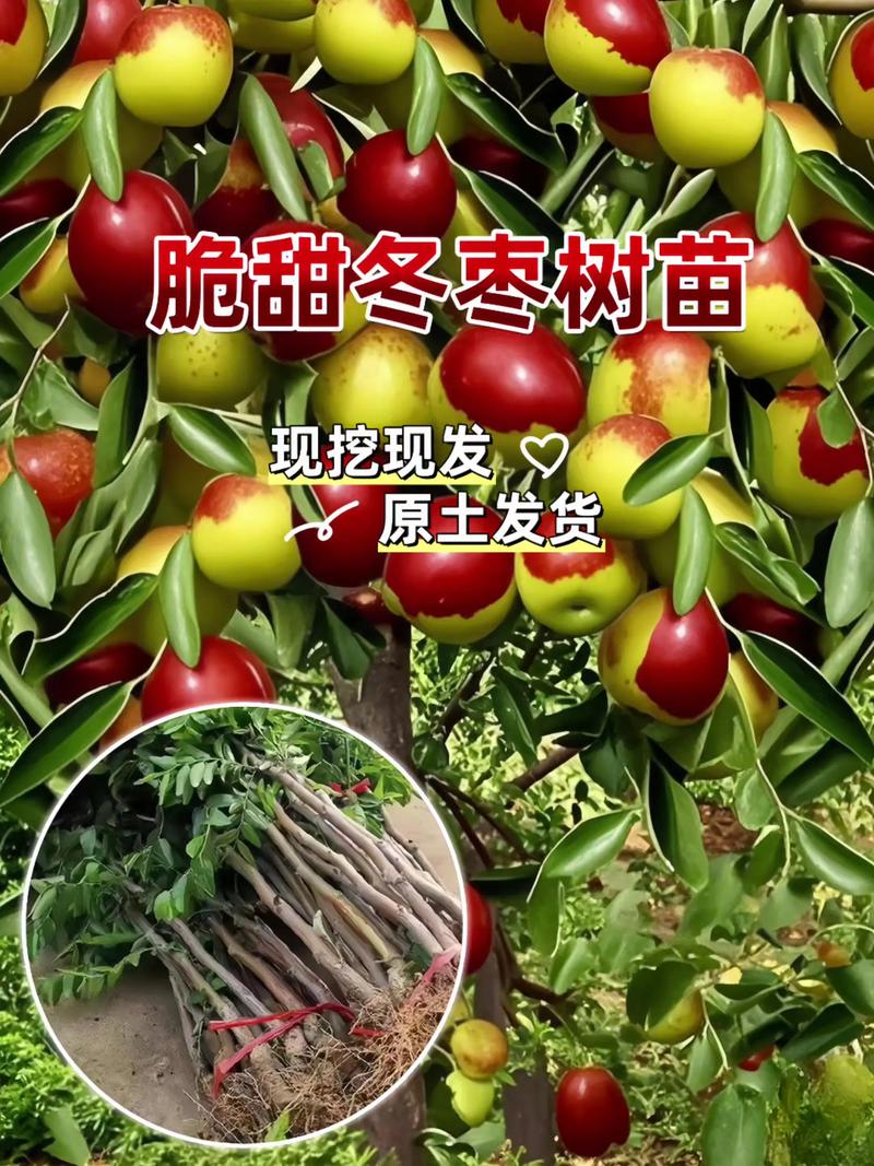 采购质量判断：一看嫁接口、二看根系、三看苗龄