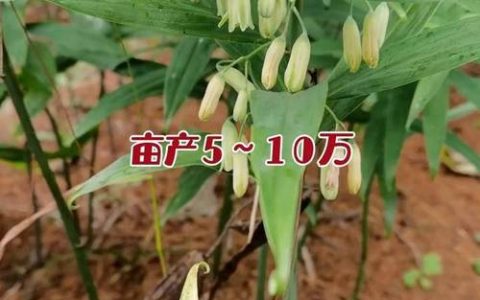 黄精种子多少钱一斤？2025年最新价格行情与种植指南