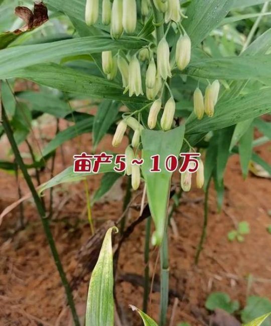 黄精种子多少钱一斤？2025年最新价格行情与种植指南