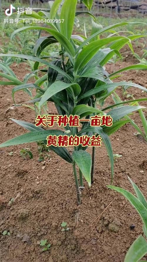 黄精种子多少钱一斤?2025年最新价格行情与种植指南 二、影响黄精种子价格的关键因素