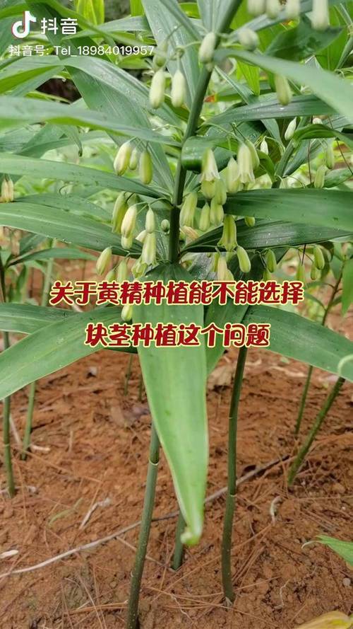 黄精种子多少钱一斤?2025年最新价格行情与种植指南 三、购买黄精种子的注意事项