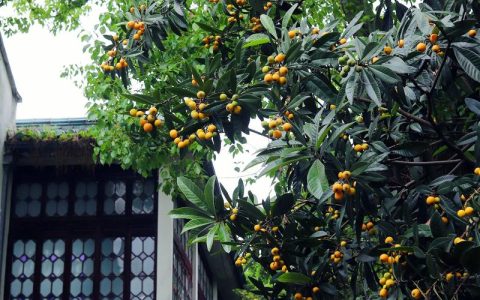 门前种枇杷树好吗？果农教你选苗种植全攻略