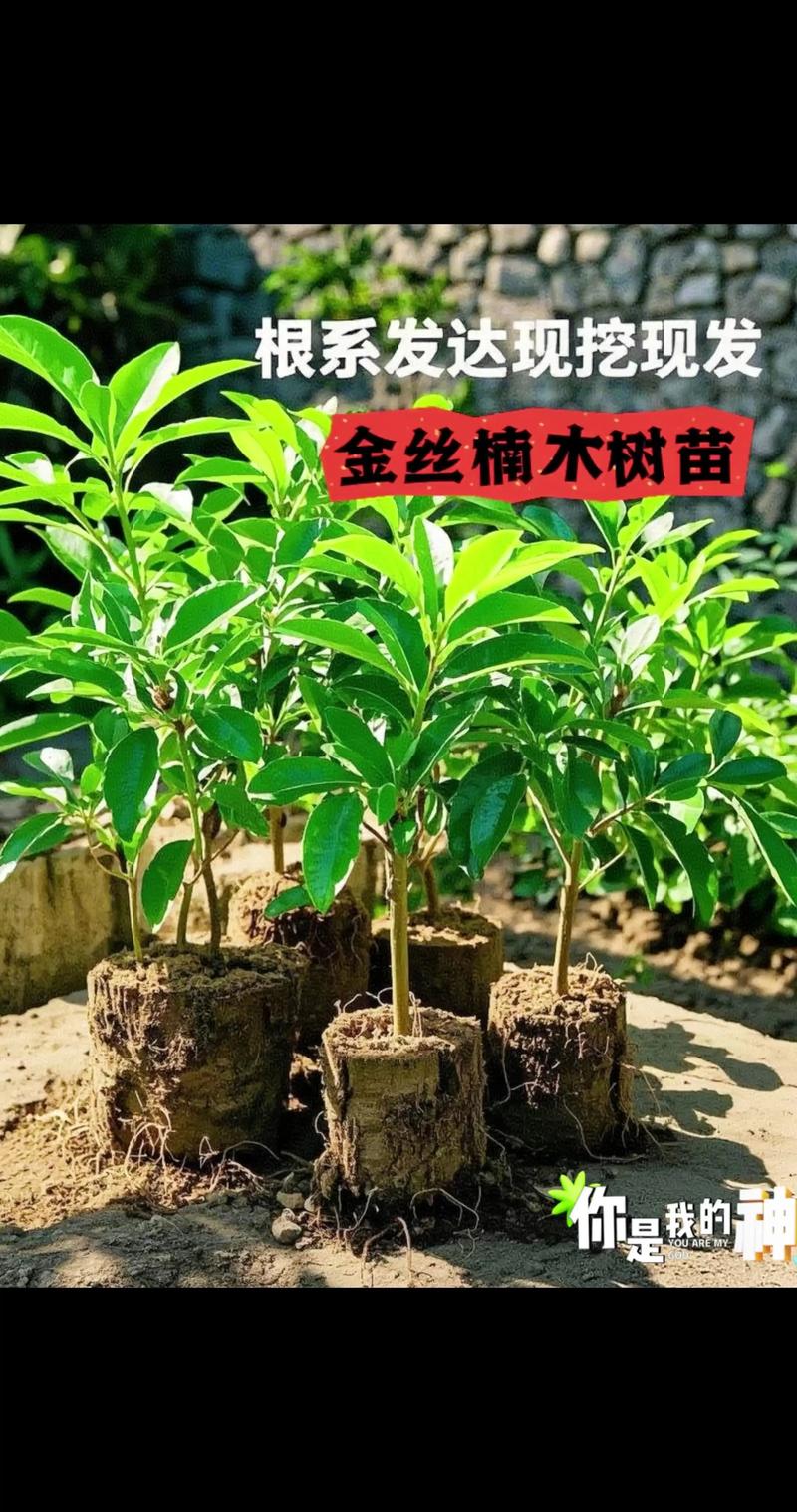 金丝楠苗多少钱一棵?2025年最新价格参考与影响因素全解析 影响价格的核心因素