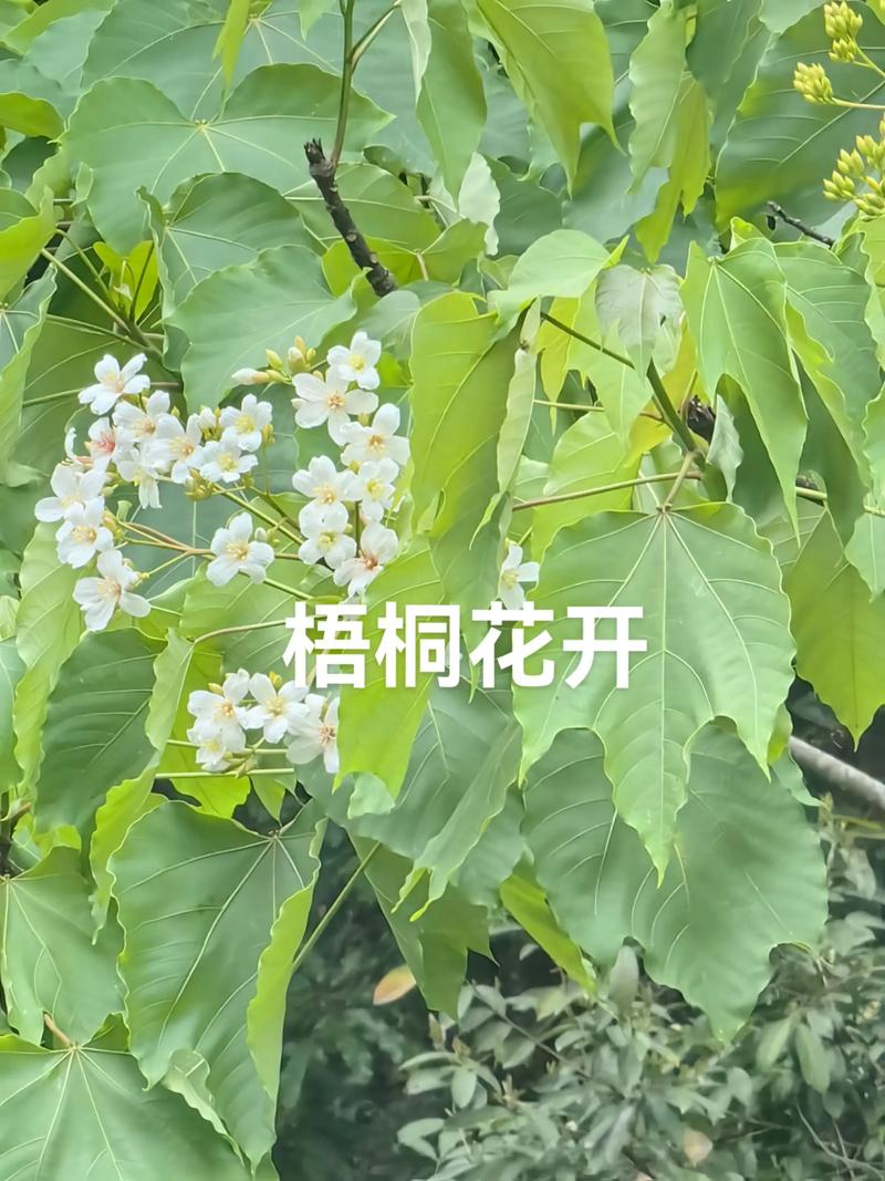 梧桐树开花季节与行道树应用全解析:树形、遮荫与移栽管理 树形与遮荫能力评估