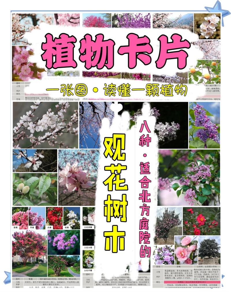 梧桐树开花季节与行道树应用全解析:树形、遮荫与移栽管理 FAQ