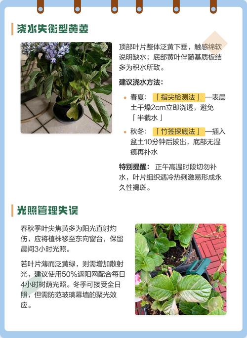 绣球花黄叶掉叶是怎么回事?原因自查与解决方案 处理办法