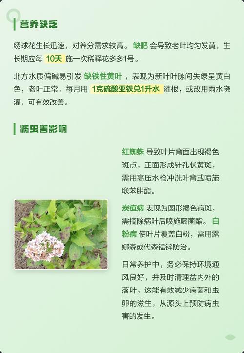 绣球花黄叶掉叶是怎么回事?原因自查与解决方案 分步排查清单