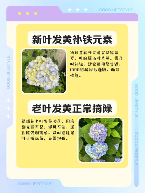 绣球花黄叶掉叶是怎么回事?原因自查与解决方案 常见误区与纠正