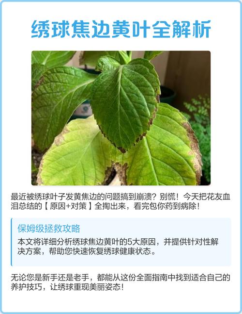 绣球花黄叶掉叶是怎么回事?原因自查与解决方案 FAQ
