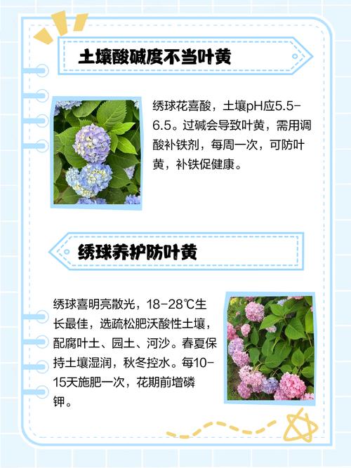 绣球花黄叶掉叶是怎么回事?原因自查与解决方案 总结:核心可执行动作