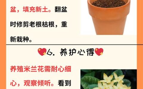 米兰花是四季开花吗？花期、促花技巧与养护全攻略