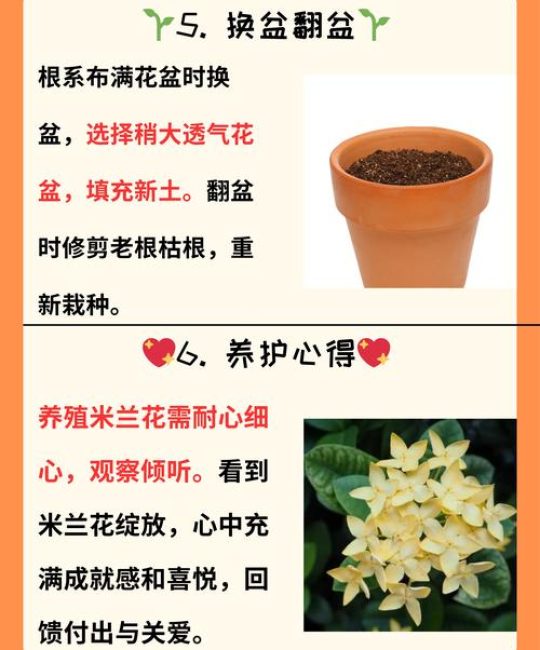 米兰花是四季开花吗？花期、促花技巧与养护全攻略