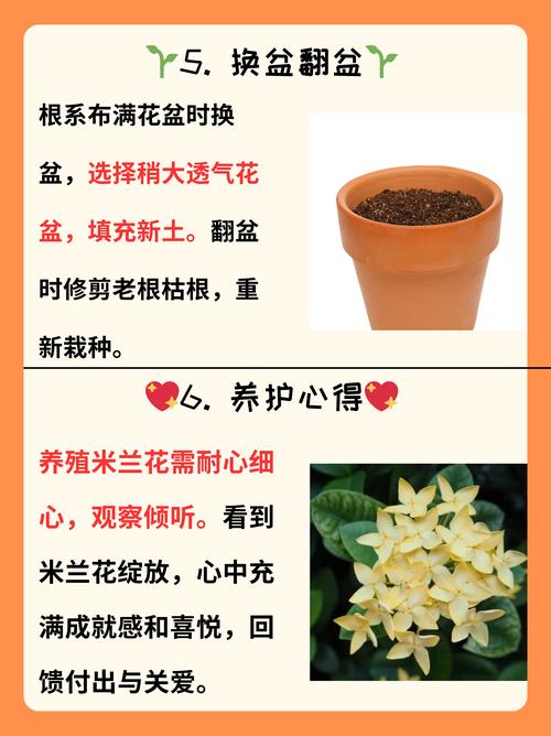 米兰花是四季开花吗?花期、促花技巧与养护全攻略 米兰花花期与观赏期详解