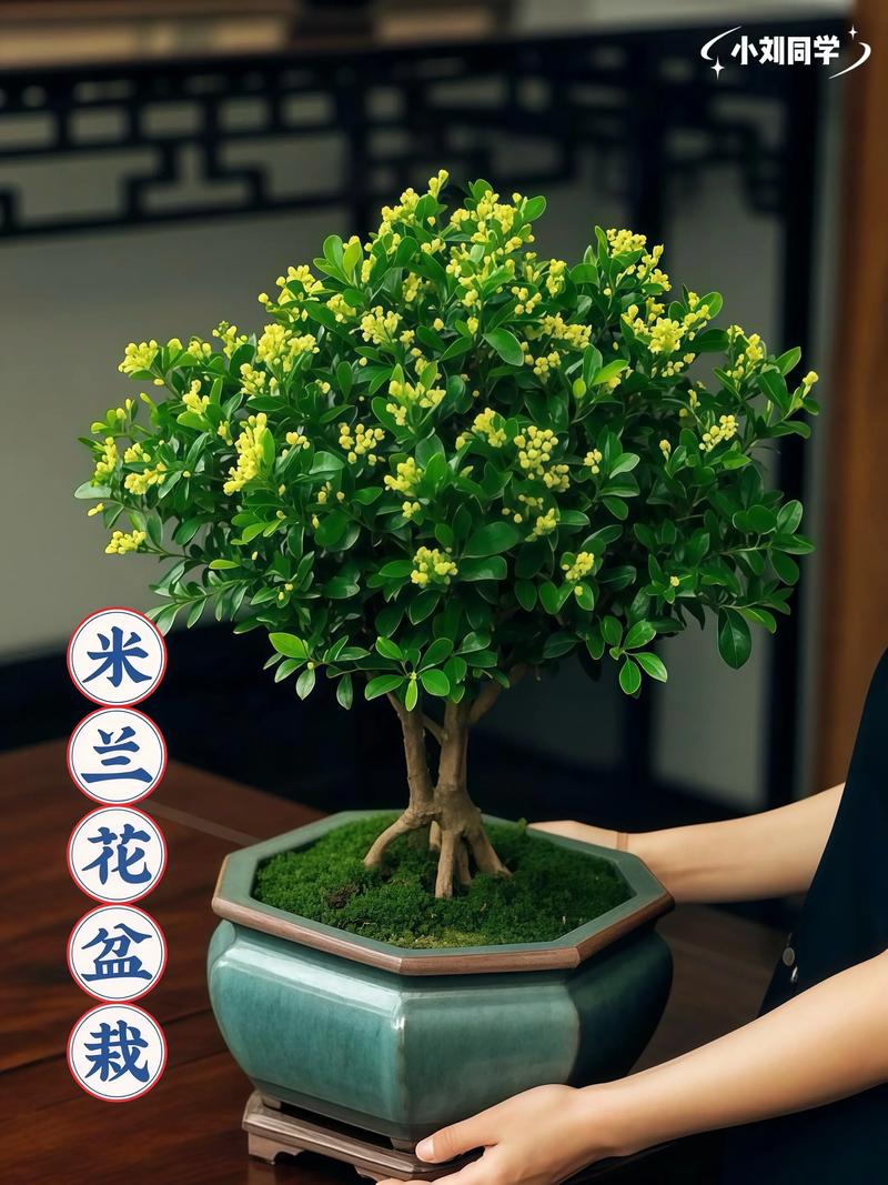 米兰花是四季开花吗?花期、促花技巧与养护全攻略 影响米兰花开花的关键因素