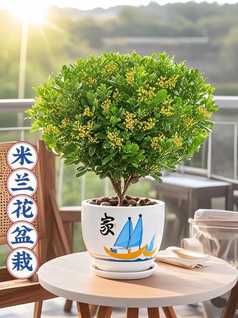 米兰花是四季开花吗?花期、促花技巧与养护全攻略 促花促果养护步骤