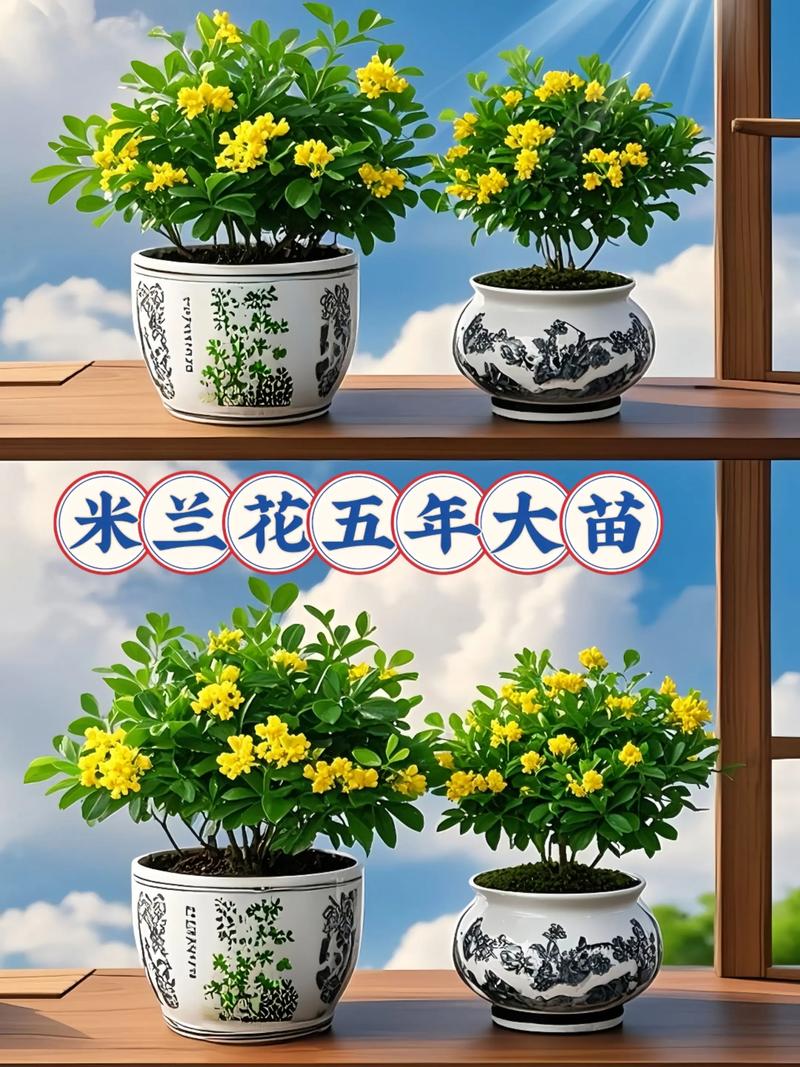 米兰花是四季开花吗?花期、促花技巧与养护全攻略 不开花或开花少的常见原因与解决