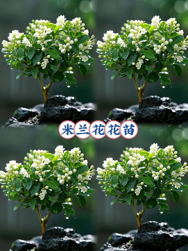 米兰花是四季开花吗?花期、促花技巧与养护全攻略 FAQ