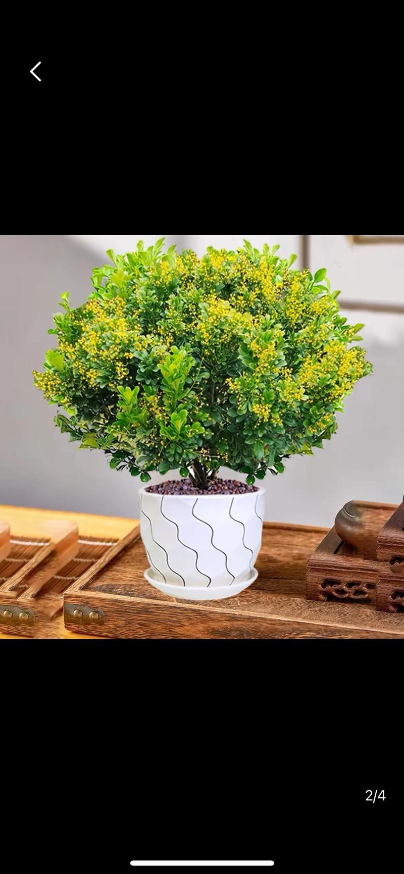 米兰花是四季开花吗?花期、促花技巧与养护全攻略 总结