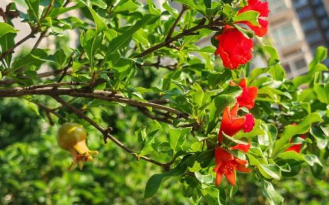 石榴几年开花结果？从种植到盛果期的全周期管理指南