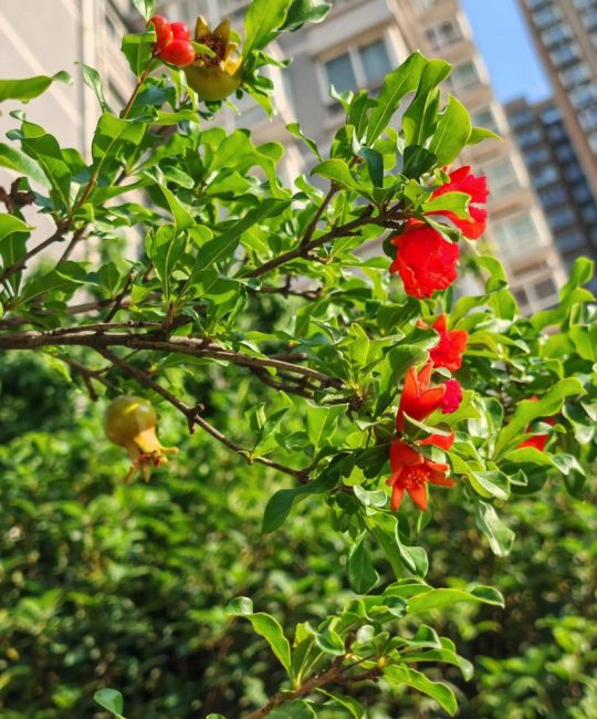 石榴几年开花结果？从种植到盛果期的全周期管理指南