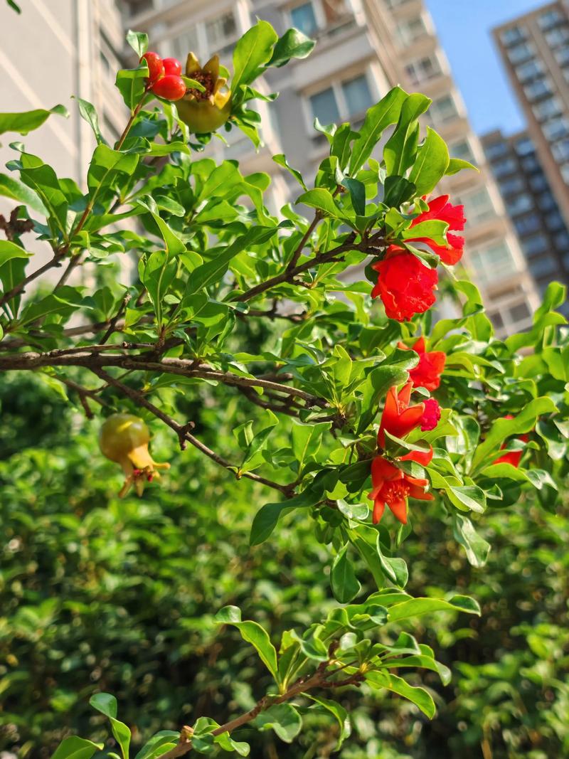 石榴几年开花结果?从种植到盛果期的全周期管理指南 石榴几年开花结果?从种植到盛果期的全周期管理指南