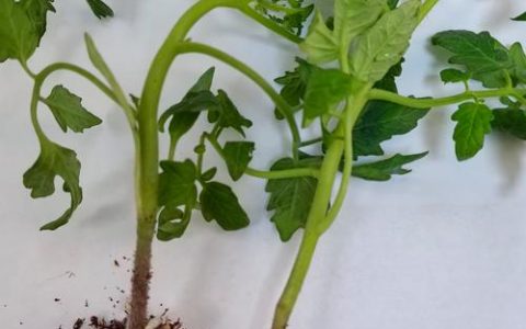 网上买的西红柿苗怎么种？从拆箱到挂果的全流程实操指南