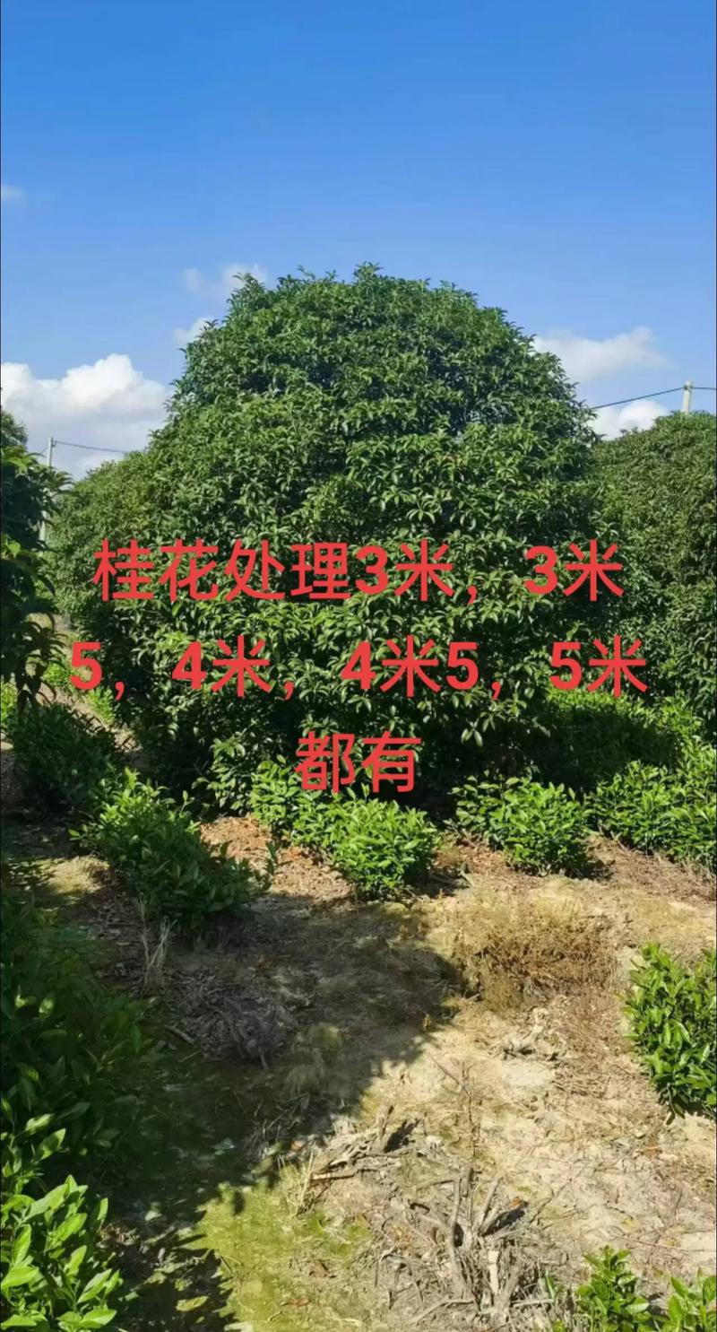 咨询指南