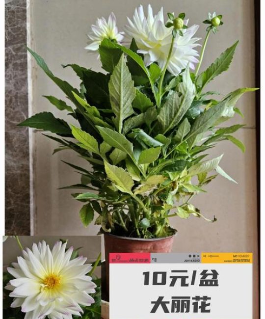 大丽花养护全攻略：从浇水到换盆的实用指南