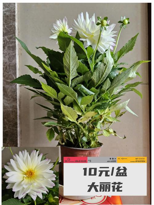 浇水：保持土壤微湿，避免积水是大丽花健康生长的关键