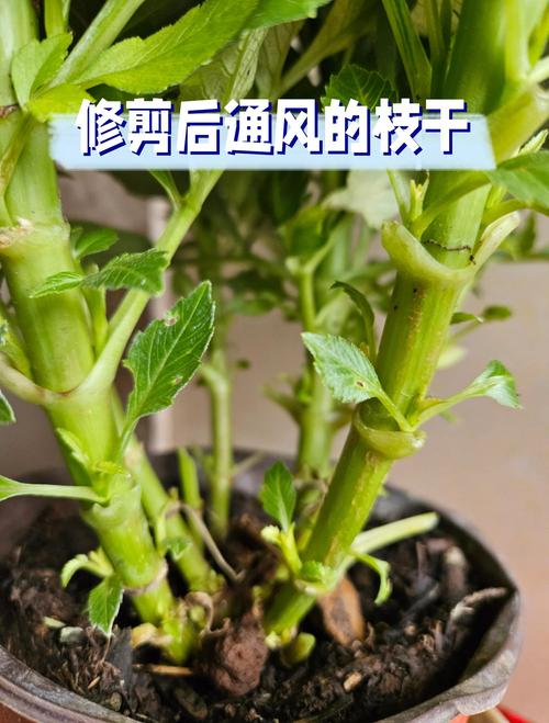 施肥：生长期薄肥勤施，花前侧重磷钾肥
