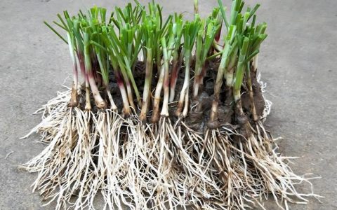 韭菜小苗移栽的正确方法：提高成活率的7个关键步骤