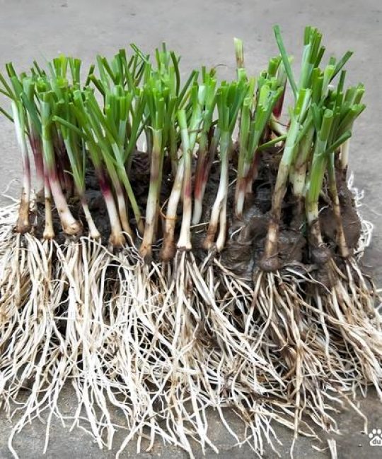 韭菜小苗移栽的正确方法：提高成活率的7个关键步骤