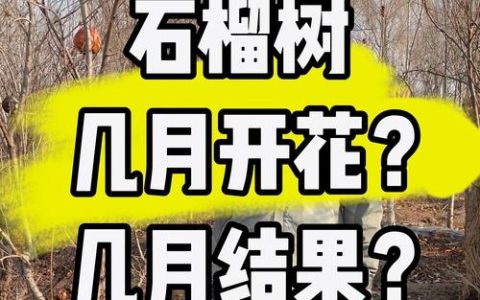 石榴树最晚几月开花？石榴花期与促花促果全攻略