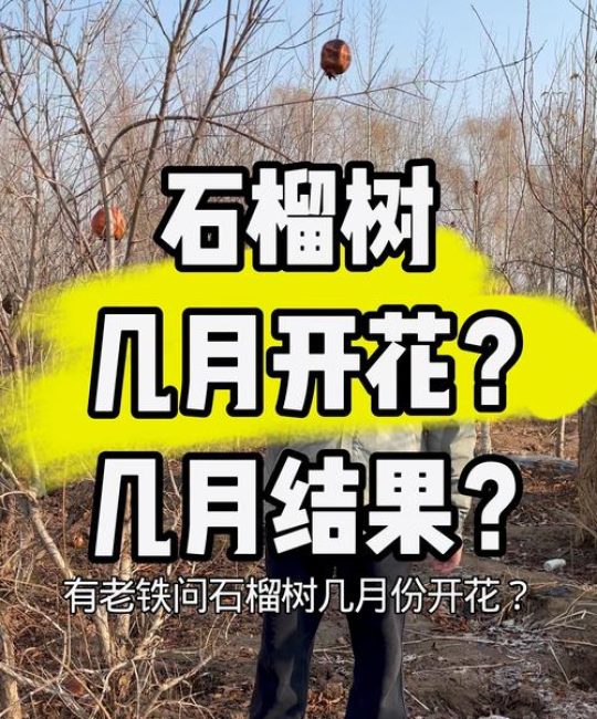 石榴树最晚几月开花？石榴花期与促花促果全攻略