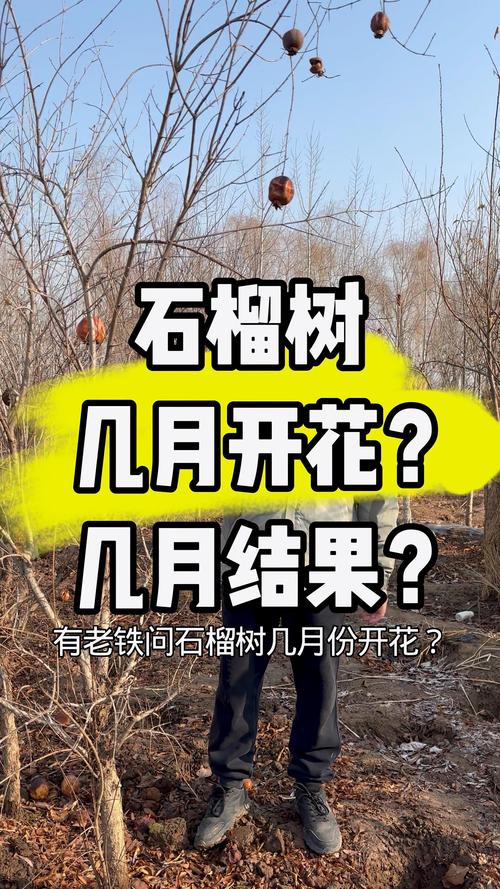 石榴树最晚几月开花?石榴花期与促花促果全攻略 石榴树最晚几月开花?石榴花期与促花促果全攻略