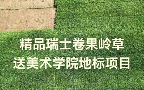 果岭草草坪多少钱一平？2025年价格区间与全方位选购指南