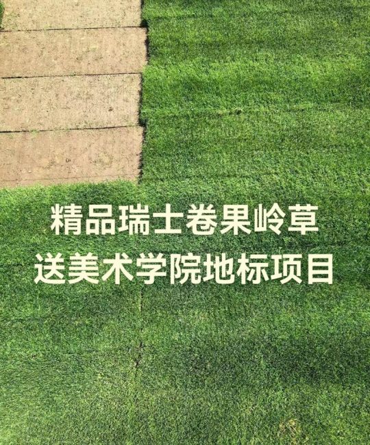 果岭草草坪多少钱一平？2025年价格区间与全方位选购指南
