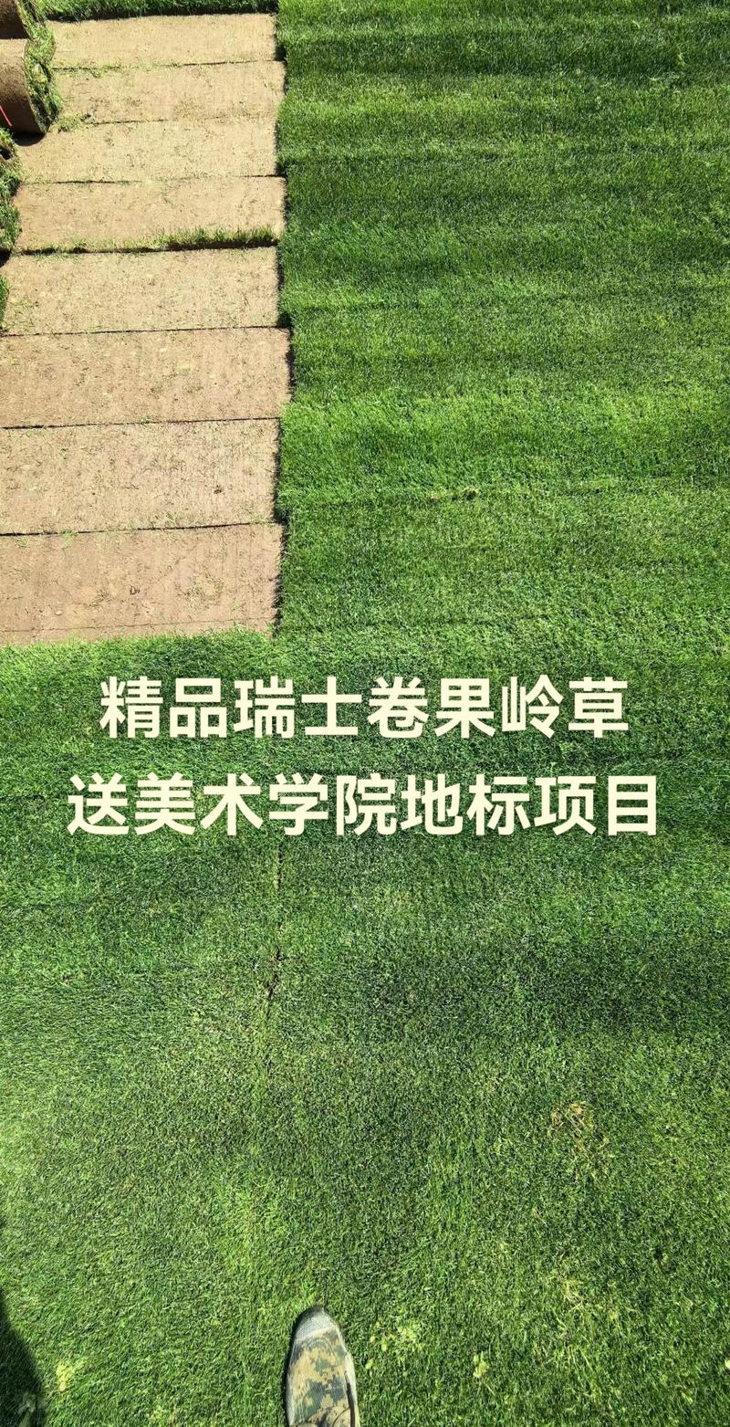 果岭草草坪多少钱一平?2025年价格区间与全方位选购指南 价格快速参考