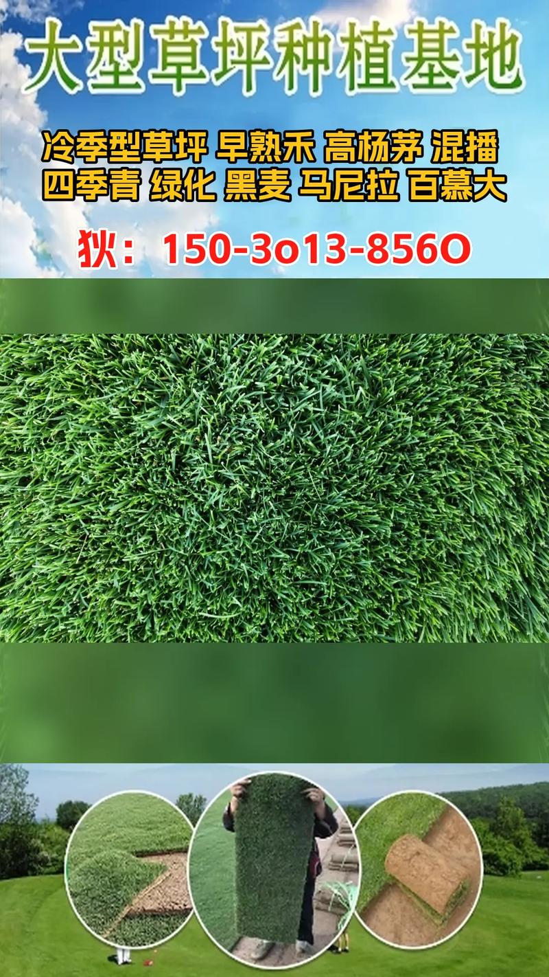 果岭草草坪多少钱一平?2025年价格区间与全方位选购指南 产地:区域气候与物流影响定价