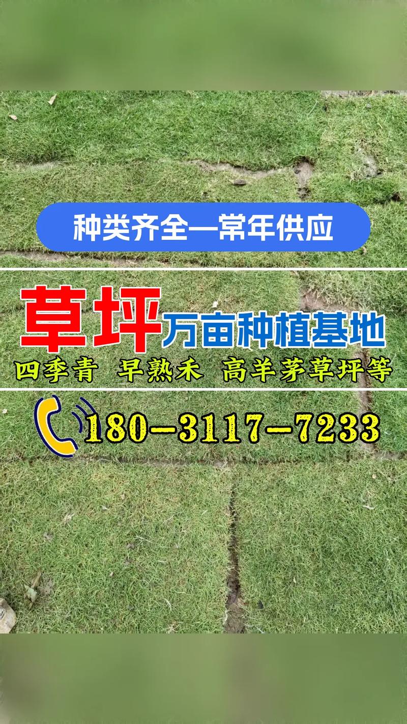 果岭草草坪多少钱一平?2025年价格区间与全方位选购指南 规格:尺寸与密度决定基础价