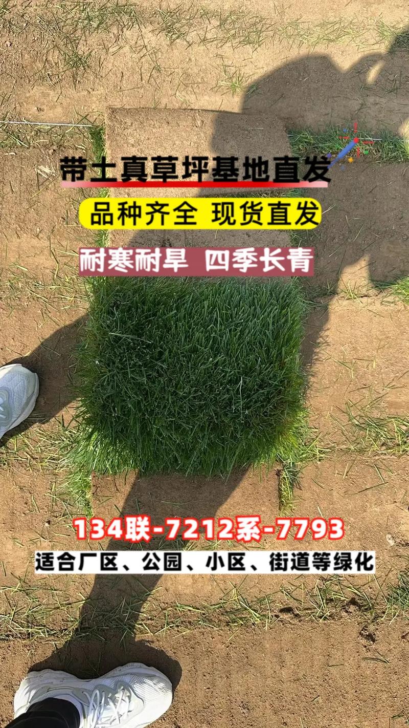 果岭草草坪多少钱一平?2025年价格区间与全方位选购指南 季节:种植旺季价格上浮