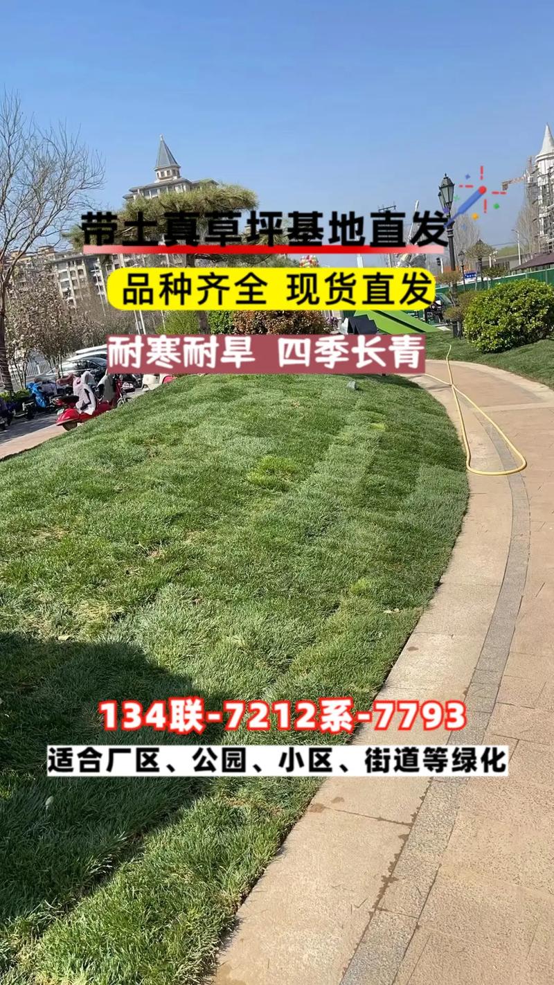 果岭草草坪多少钱一平?2025年价格区间与全方位选购指南 数量:批量采购折扣明显